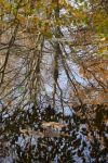 Water_trees_1600